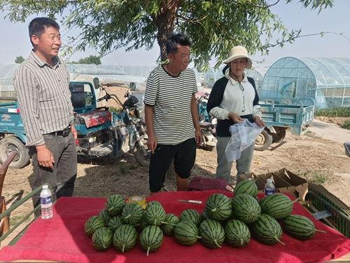 今日中牟县小吊瓜价格