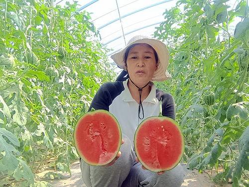 今日中牟县小吊瓜价格