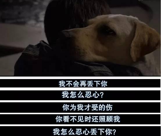 狗电影,一部关于狗狗与人类情感的动人电影