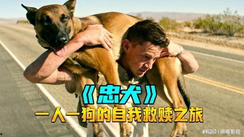 狗电影,一部关于狗狗与人类情感的动人电影