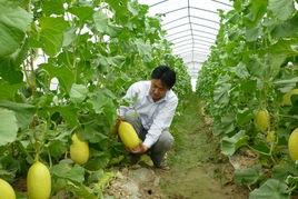 今日嘉兴哈密瓜批发市场,新鲜瓜果汇聚地，品质与价格双赢