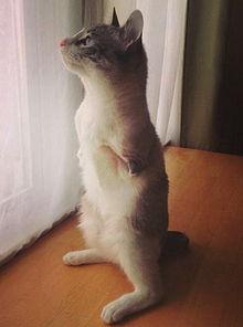 老猫明星网红是谁,揭秘老猫明星网红背后的传奇故事