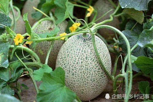 今日西瓜哈密瓜价格表,哈密瓜与西瓜价格大盘点