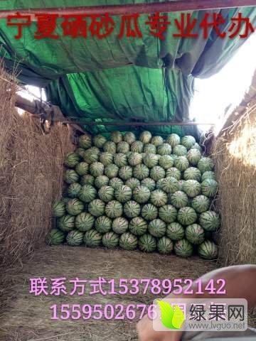 今日宁夏石头瓜批发价格,品质瓜果受市场青睐”