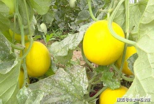 石家庄今日吃瓜最新消息,最新热点事件大盘点