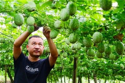 吊瓜今日行情走势最新消息,今日最新走势解析