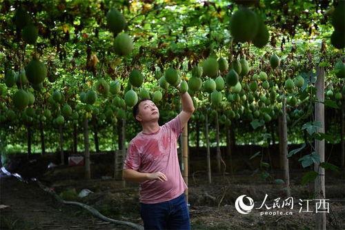 吊瓜今日行情走势最新消息,今日最新走势解析