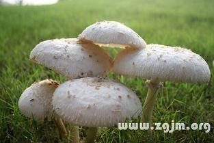 今日吃瓜热门事件蘑菇,揭秘网络热议背后的真相与争议