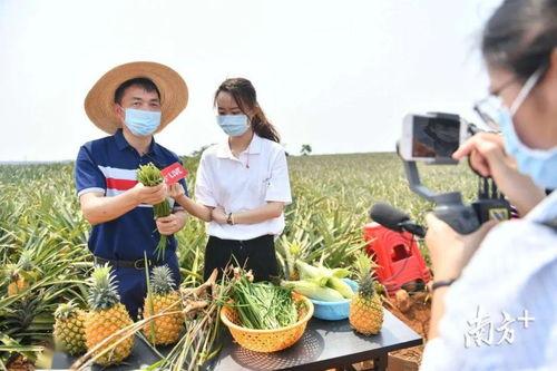 茄瓜今日收购价格,行情波动，市场动态一览”