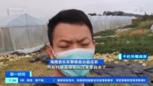今日海南哈密瓜收购价位,果农笑开颜