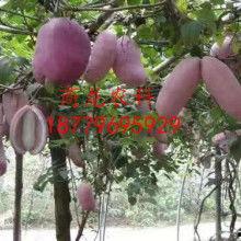 上热门堡子八月瓜,八月瓜的神秘魅力与自然馈赠
