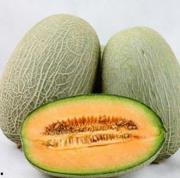 今日份哈密瓜特价进行中,尽享夏日清凉美味”