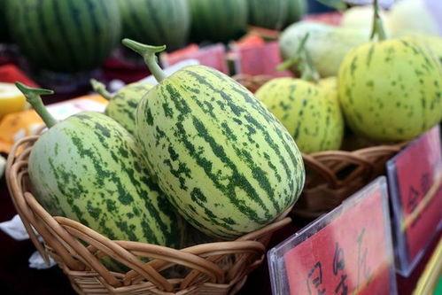 山东莘县河店小吊瓜今日价格,价格行情一览