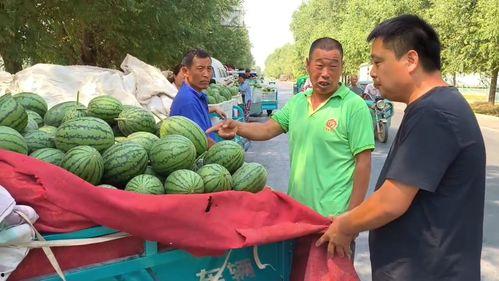 山东莘县河店小吊瓜今日价格,价格行情一览