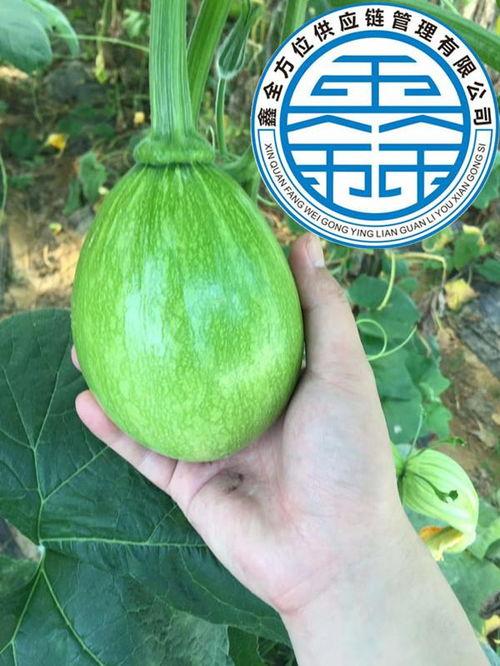 武汉今日蔬菜价格表旱瓜,实惠之选