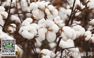 热门话题新强棉花,引领纺织业绿色变革的先锋力量