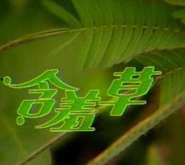 含羞草电视剧,青春校园的浪漫传奇