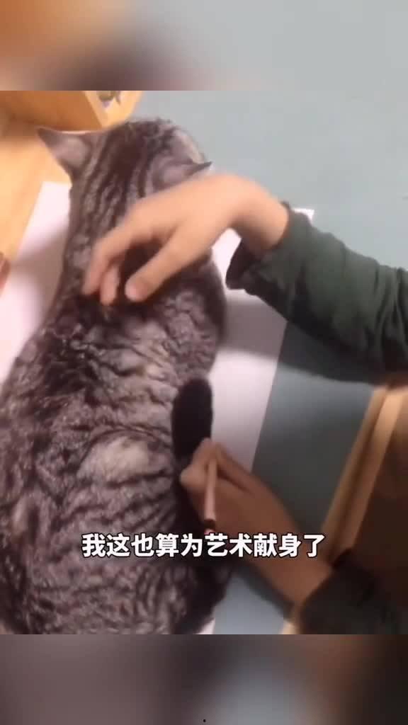 搞笑动物视频热门话题,笑料横生！盘点搞笑动物视频热门话题TOP10