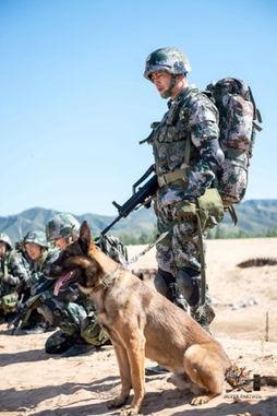 神犬奇兵电视剧,忠诚守护，战火炼心