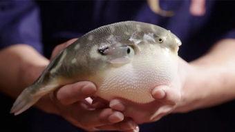 电影河豚,舌尖上的生死较量