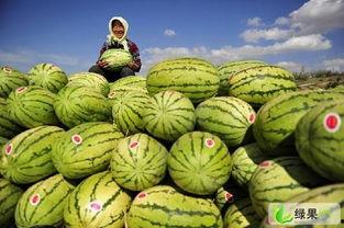 今日万邦硒砂瓜价格走势,今日市场行情解析