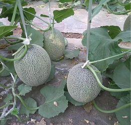 黑龙江哈密瓜价格今日价,品质佳品，价格亲民，抢购正当时！”