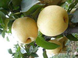 河南吊瓜今日行情最新消息,今日最新动态解析