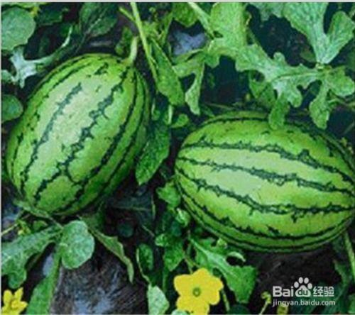 福建热门吃瓜事件视频,揭秘网络热议背后的真相