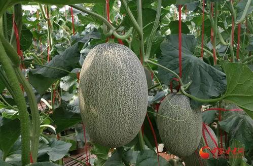 今日全国各地蜜瓜价格表,各地行情实时更新