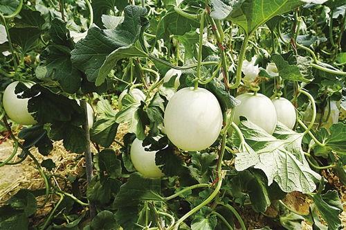 今日全国各地蜜瓜价格表,各地行情实时更新