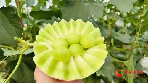 今日全国各地蜜瓜价格表,各地行情实时更新