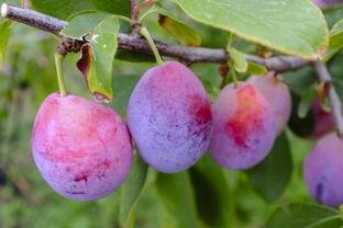 果树与明星网红同样上镜,果树与明星网红的镜头魅力对决