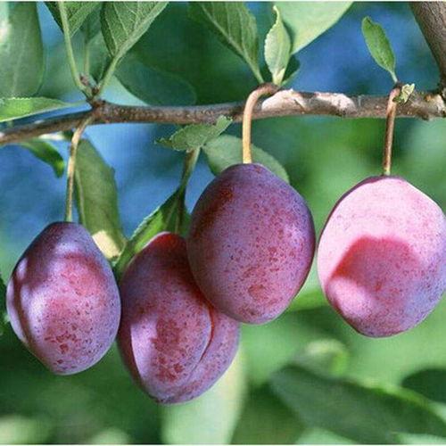 果树与明星网红同样上镜,果树与明星网红的镜头魅力对决