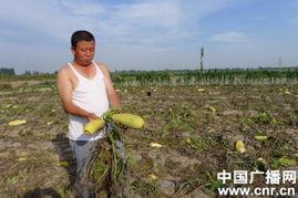 今日贺兰茭瓜一片多少斤,一片可产百斤