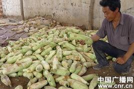 今日贺兰茭瓜一片多少斤,一片可产百斤