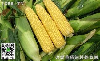 黑龙江白瓜今日价格行情,涨跌互现，市场动态解析