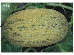 哈密瓜批发价格今日,涨跌波动背后的市场动态”