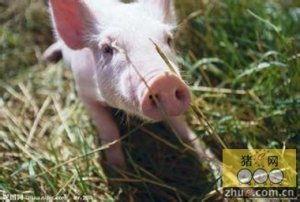 养猪新闻热门话题大全,热门话题大盘点
