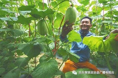 乐东二瓜今日价格表最新,最新行情一览