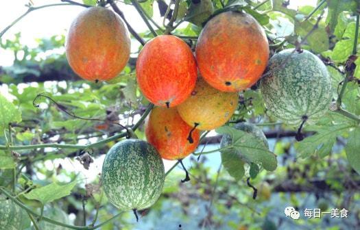 今日2k吊瓜价格行情,今日市场动态一览”