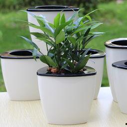 绿植热门话题短句,探索热门话题中的绿色生活风尚