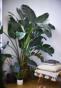 绿植热门话题短句,探索热门话题中的绿色生活风尚