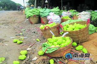 今日佛手瓜收购价格,今日市场行情一览”