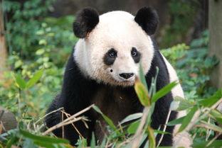 明星网红熊猫叫什么,明星界的萌宠传奇